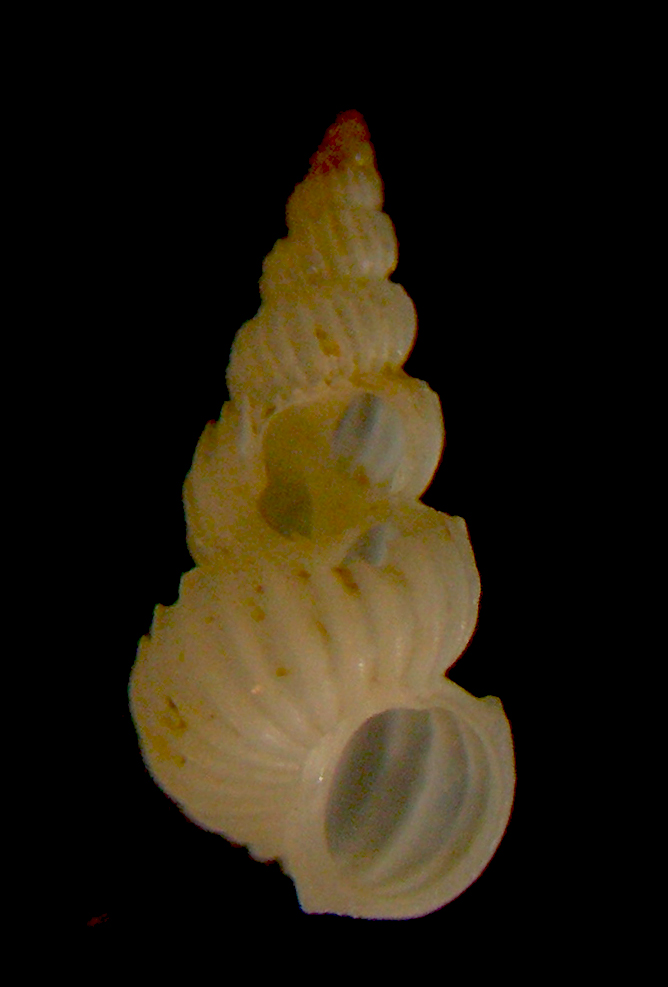 epitonium linctum????????????????